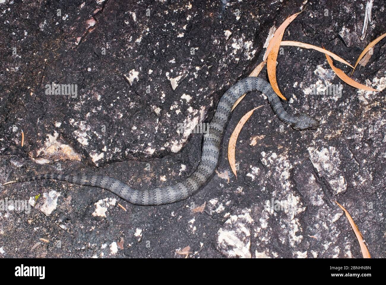 Additionneur de mort du sud (Acanthophis antarcticus) Paluma NP, nord-est du Queensland, Australie. Mai. Espèces venimeuses dangereuses. Banque D'Images