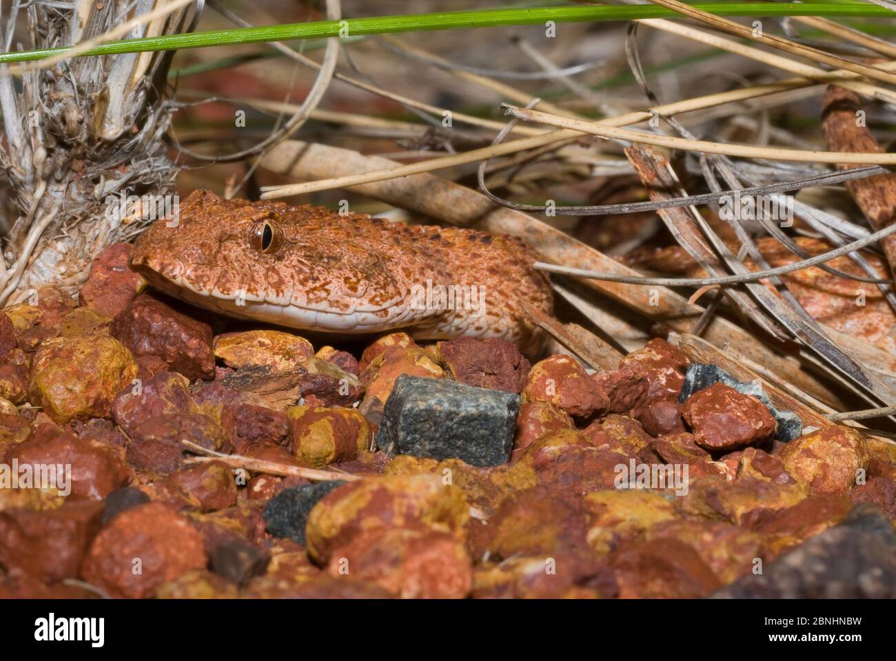 Escabeau de la mort dans le désert (Acanthophis pyrrhus) Grand désert de sable, Australie occidentale, mai. Banque D'Images