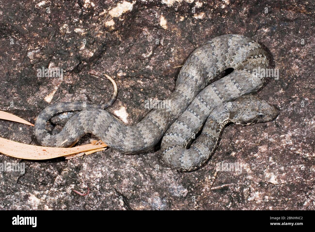 Additionneur de mort du sud (Acanthophis antarcticus) Paluma NP, nord-est du Queensland, Australie. Mai. Espèces venimeuses dangereuses. Banque D'Images