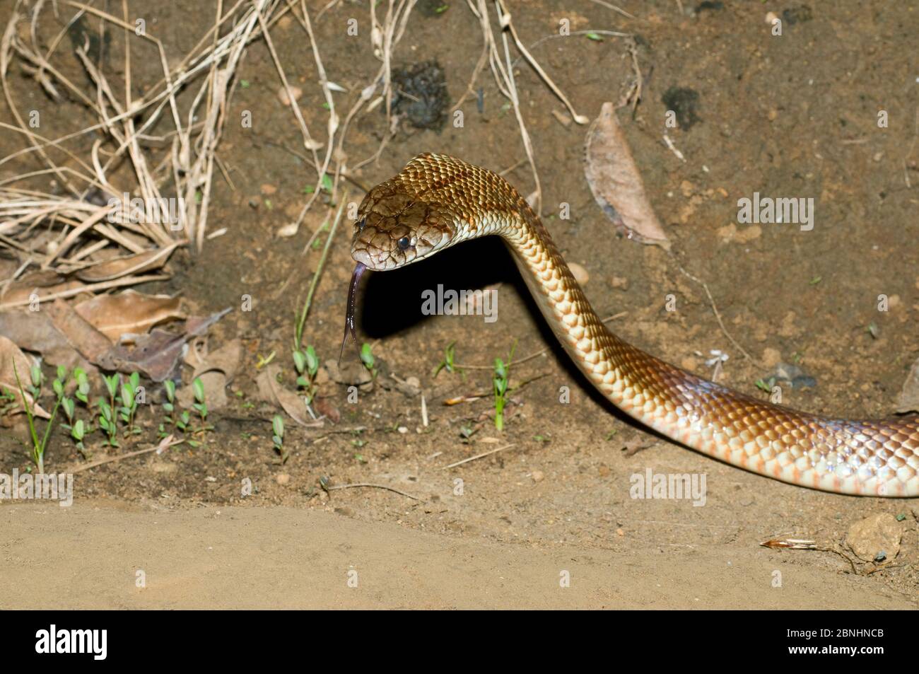 Serpent mulga pygmée (Pseudechis weigeli), territoire national du plateau Mitchell, Kimberley, Australie occidentale. Espèces venimeuses dangereuses. Banque D'Images