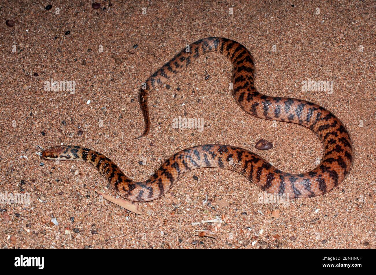 Serpent de Rosen (Suta fasciata) gorge de Carawin, région de Pilbara, Australie occidentale, septembre. Espèces venimeuses endémiques en Australie. Banque D'Images