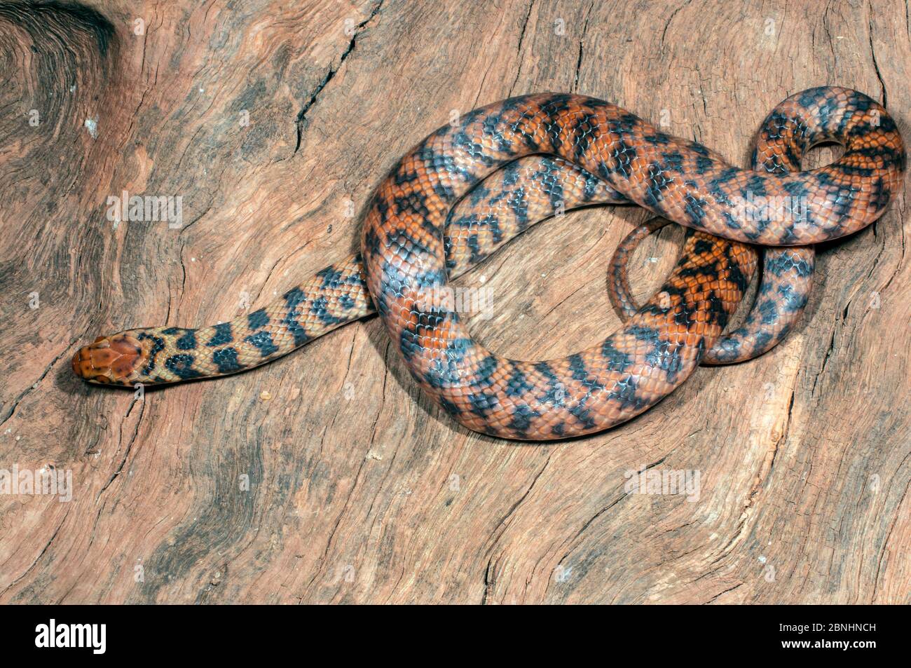Serpent de Rosen (Suta fasciata) gorge de Carawin, région de Pilbara, Australie occidentale, septembre. Espèces venimeuses endémiques en Australie. Banque D'Images