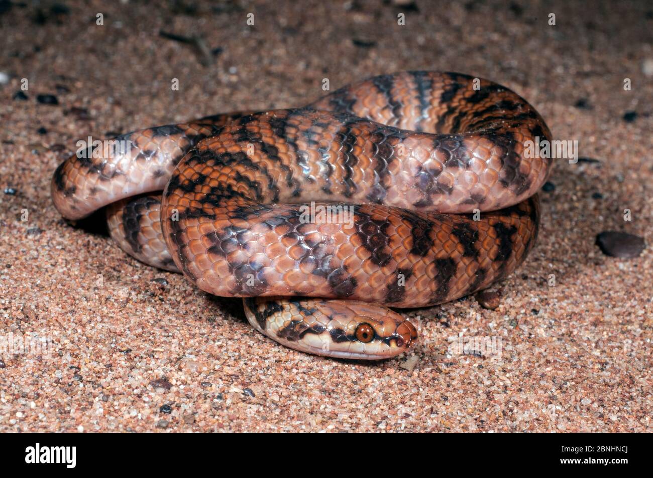 Serpent de Rosen (Suta fasciata) gorge de Carawin, région de Pilbara, Australie occidentale, septembre. Espèces venimeuses endémiques en Australie. Banque D'Images