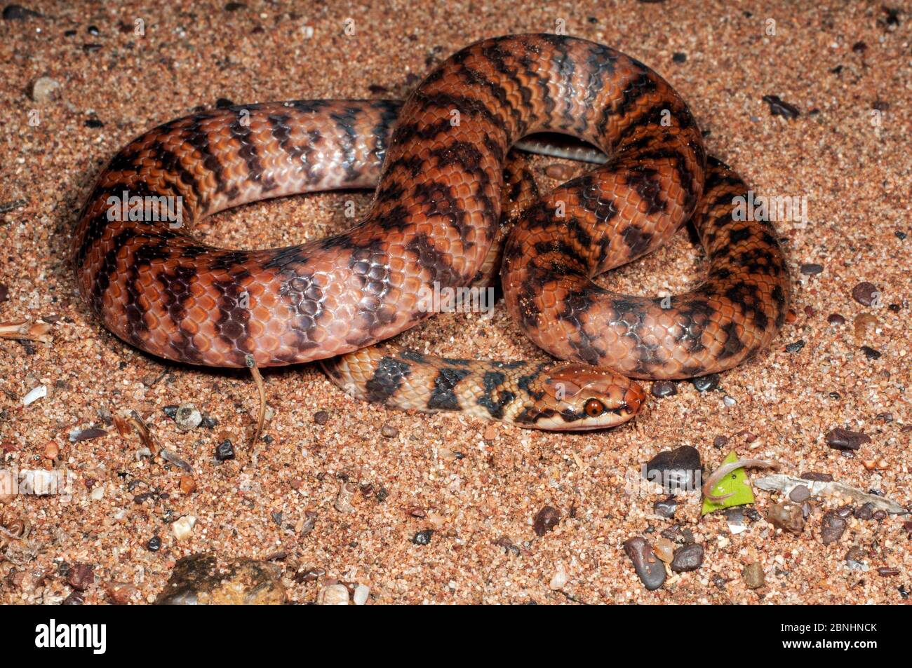Serpent de Rosen (Suta fasciata) gorge de Carawin, région de Pilbara, Australie occidentale, septembre. Espèces venimeuses endémiques en Australie. Banque D'Images