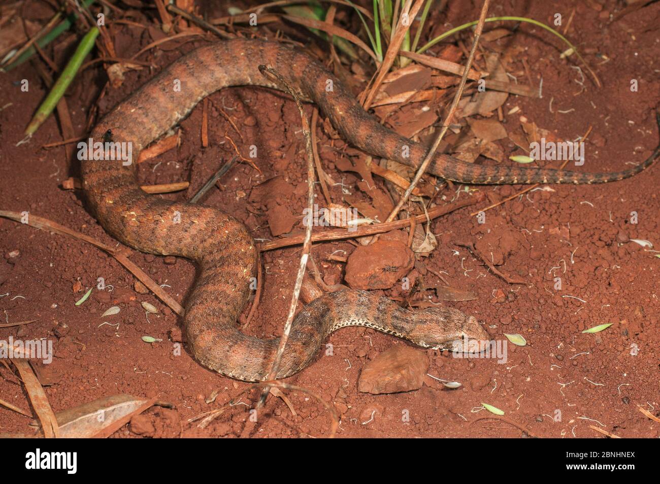 Kimberley Death Adder (Acanthophis cryptamydros) Mitchell plateau NP, Kimberley, Australie occidentale, mars. Espèces venimeuses dangereuses. Banque D'Images