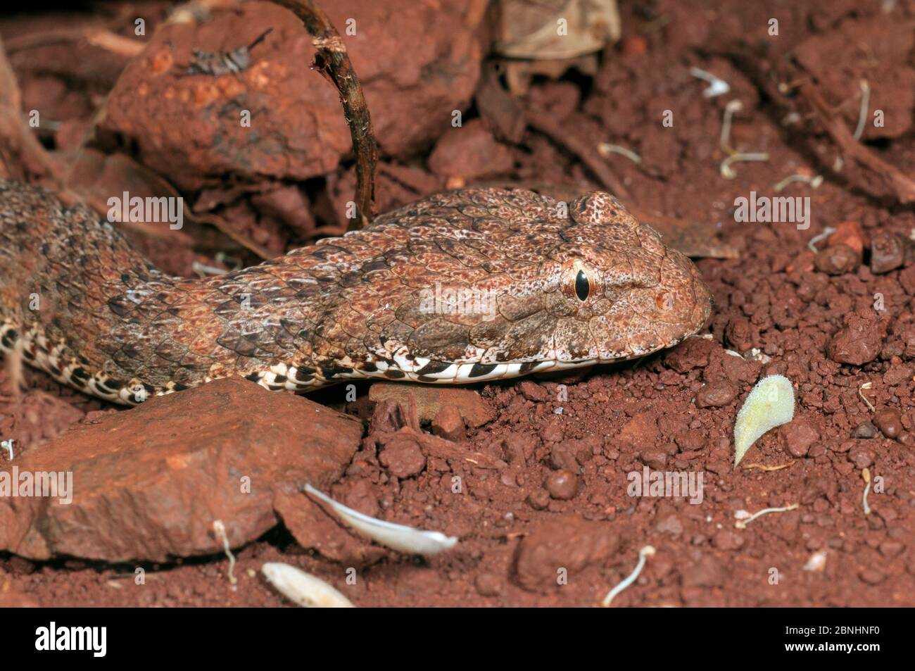 Kimberley Death Adder (Acanthophis cryptamydros) Mitchell plateau NP, Kimberley, Australie occidentale, mars. Espèces venimeuses dangereuses. Banque D'Images