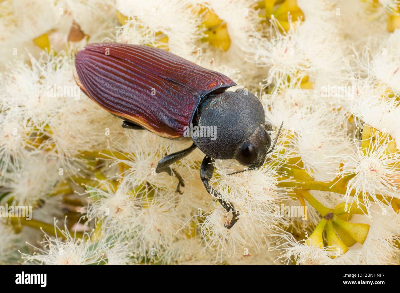 Bijou Beetle (Temognatha duponti) se nourrissant d'eucalyptus . Réserve naturelle de Dragon Rocks, région de la ceinture de blé, Australie occidentale, février. Banque D'Images