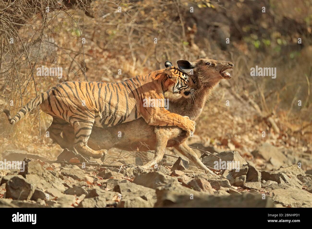 Tigre du Bengale (Panthera tigris tigris) femelle 'Noor T19' qui fait tomber le cerf de Sambar (Rusa unicolor) Ranthambhore, Inde. Séquence 8 de 18. Banque D'Images