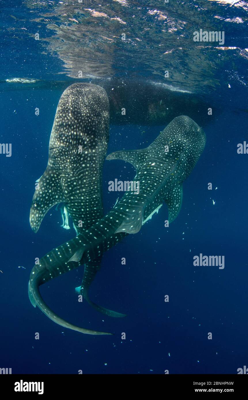 Le requin-baleine (Rhincodon typus) s'alimenter à Bagan (pêche) Plate-forme flottante Cenderawasih Bay, en Papouasie occidentale, en Indonésie. Les pêcheurs voir des requins-baleines Bagan Banque D'Images