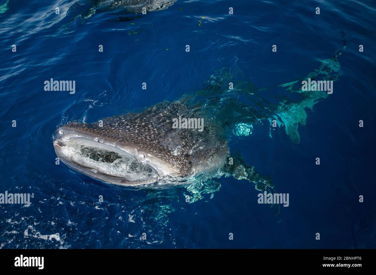 Requin-baleine (Rhincodon typus) près de la surface, vues de dessus, à la baie Cenderawasih, en Papouasie occidentale. L'Indonésie. Banque D'Images