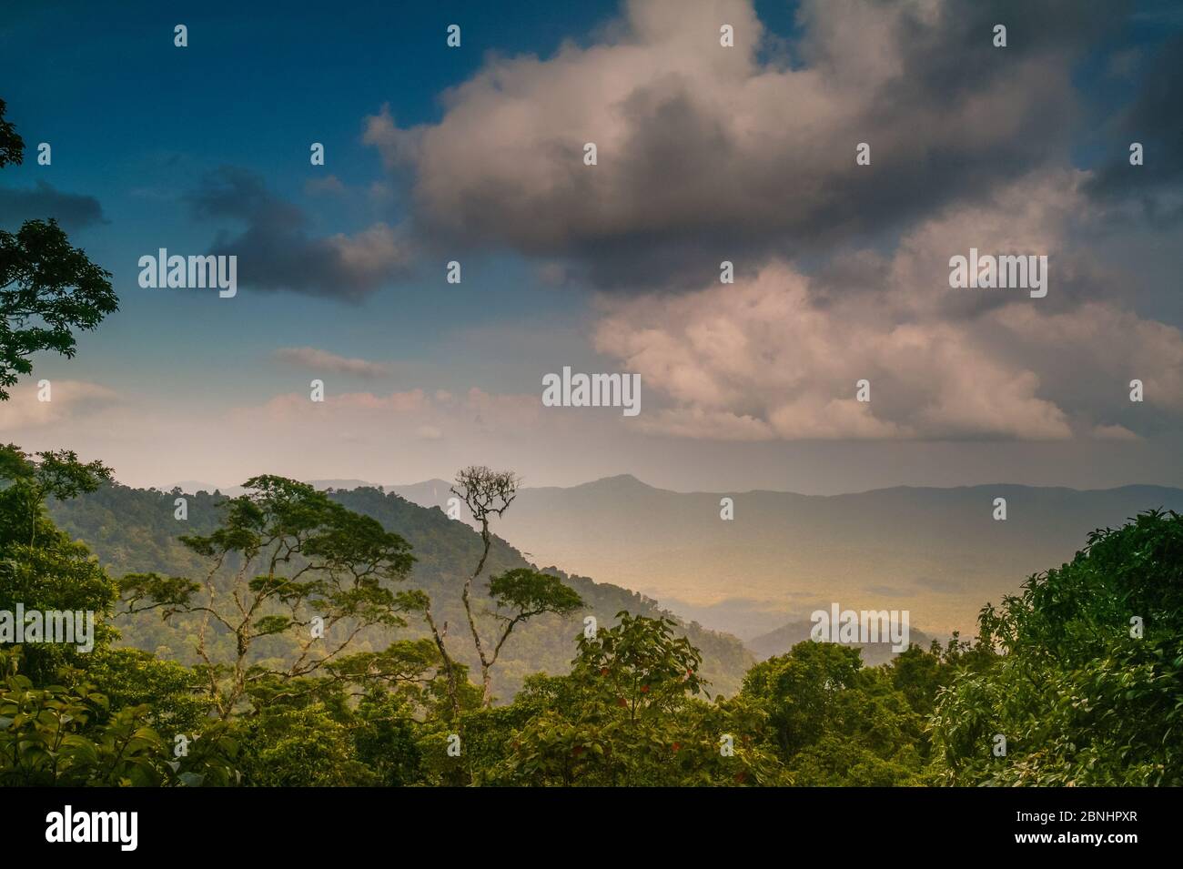 Lumière du soir dans la forêt tropicale luxuriante de Cerro Pirre, parc national de Darien, province de Darien, République du Panama Banque D'Images