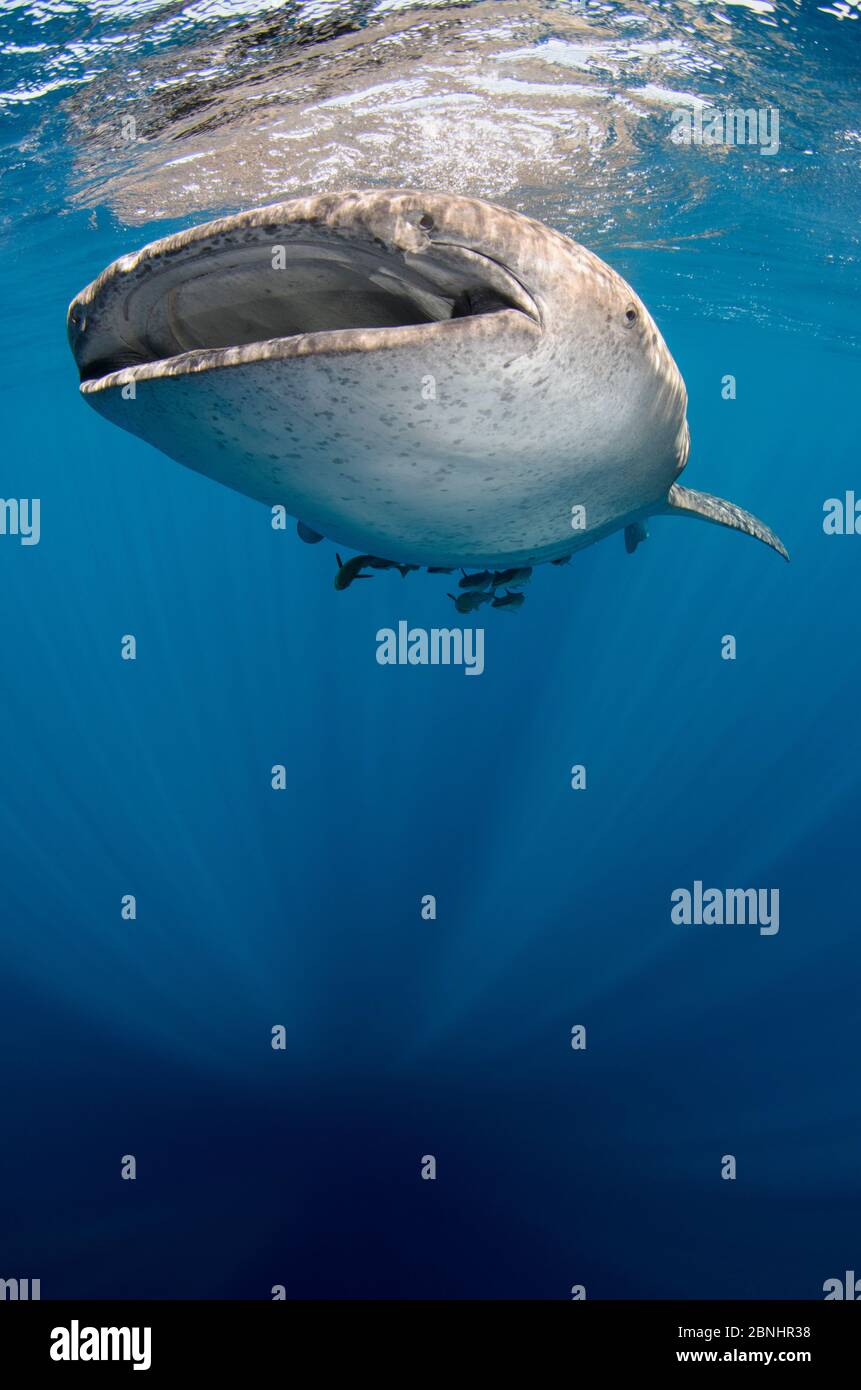 Requin-baleine (Rhincodon typus) en surface, baie de Cenderawasih, Papouasie-Occidentale. Indonésie. Banque D'Images