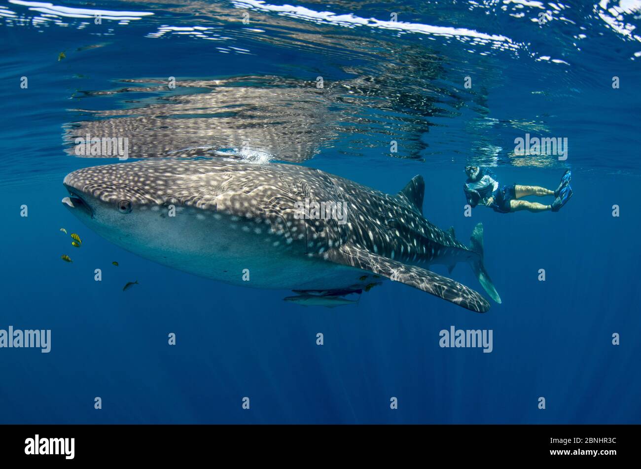 Le requin-baleine (Rhincodon typus) avec un scientifique de plongée utilisant LE récepteur DE L'étiquette DE FOSSE pour vérifier que le requin est étiqueté. Baie de Cenderawasih, Papouasie occidentale, Indonésie. Banque D'Images