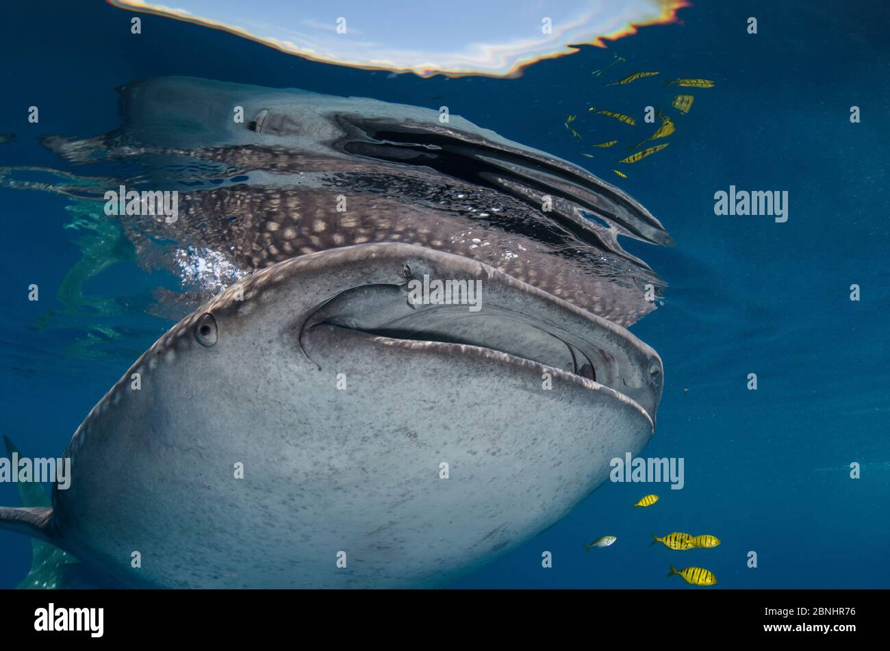 Requin-baleine (Rhincodon typus) et Golden Trevally (Gnathanodon speciosus) Cenderawasih Bay, Papouasie occidentale, Indonésie. Banque D'Images
