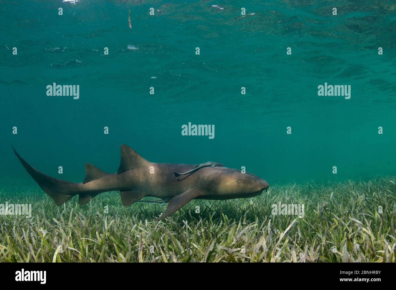 Infirmière Shark (Ginglymostoma cirrhotum) et Sharksucker (Echeneis nucarates) Halfmoon Caye. Atoll du récif de phare, Belize. Banque D'Images