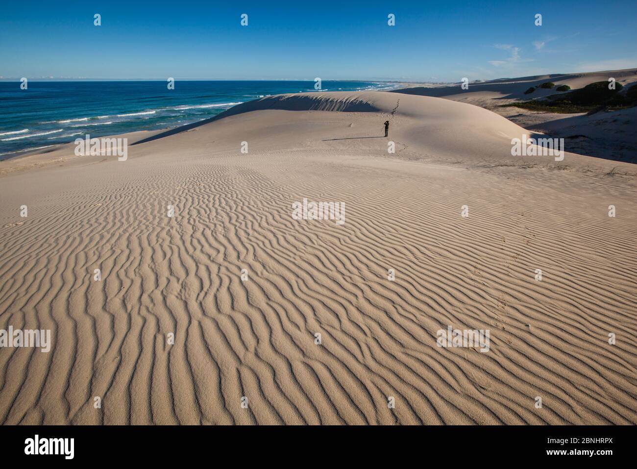 Dunes de sable à la réserve naturelle de Hoop, Western Cape, Overberg, Afrique du Sud. Juin 2013. Banque D'Images