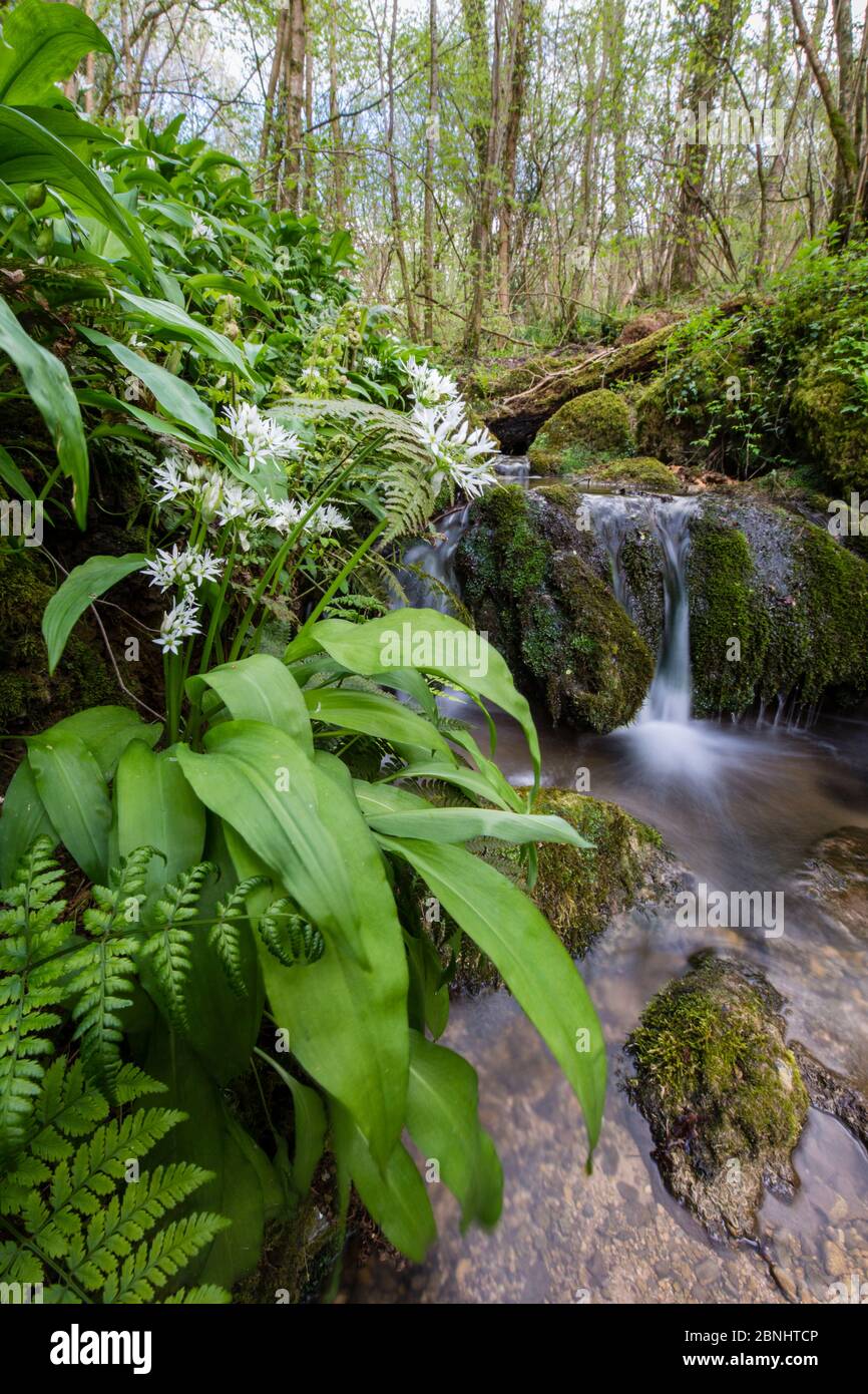 Ail sauvage / Ramsons (Allium ursinum) floraison dans les bois à côté de Kilcott Brook, Midger Gloucestershire Wildlife Trust nature Reserve, Royaume-Uni. Avril 201 Banque D'Images
