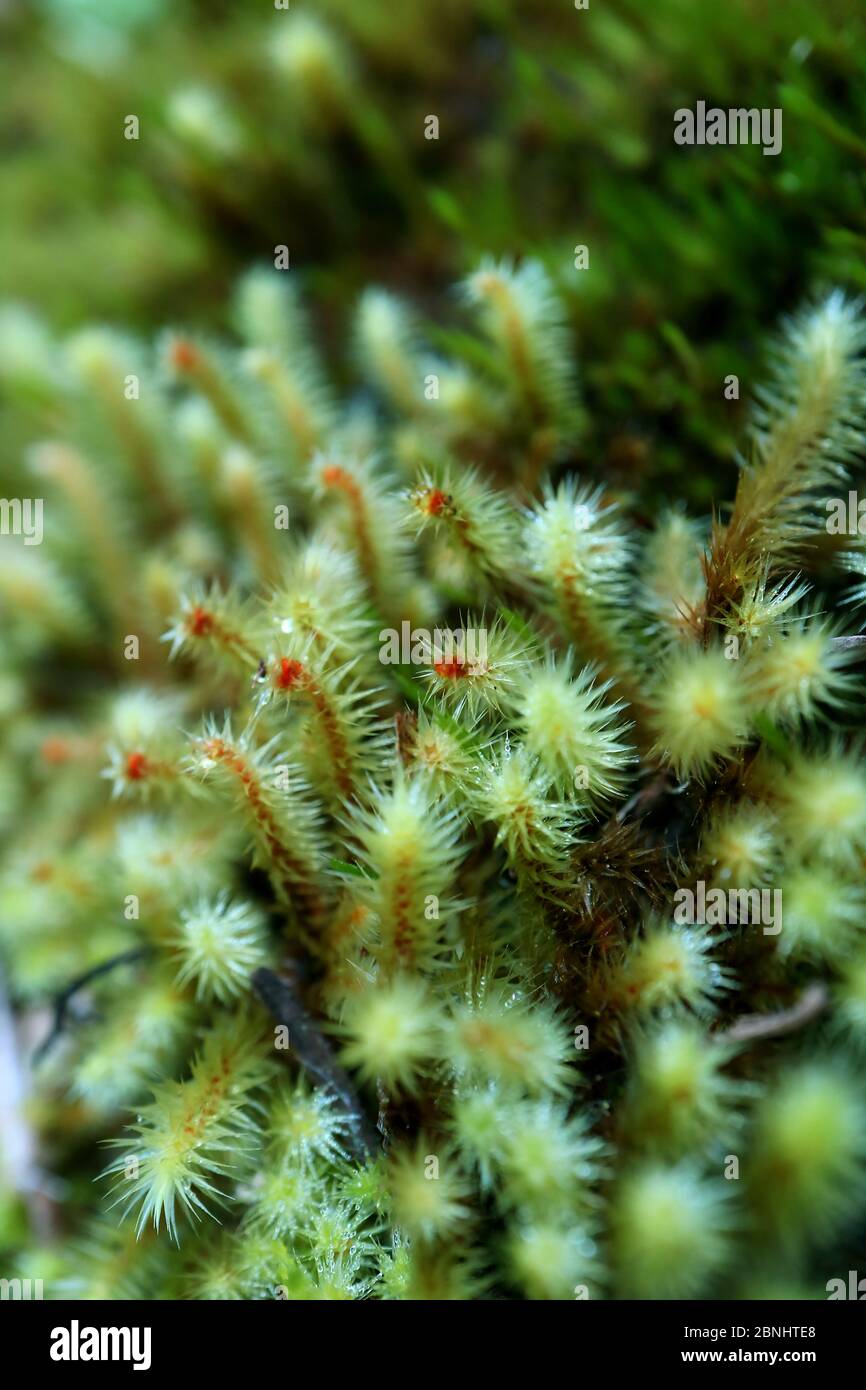 Gros plan de plantes sauvages avec rosée du matin sur le chemin de l'escalade à la montagne Huayna Picchu, région de Cuzco, Pérou Banque D'Images