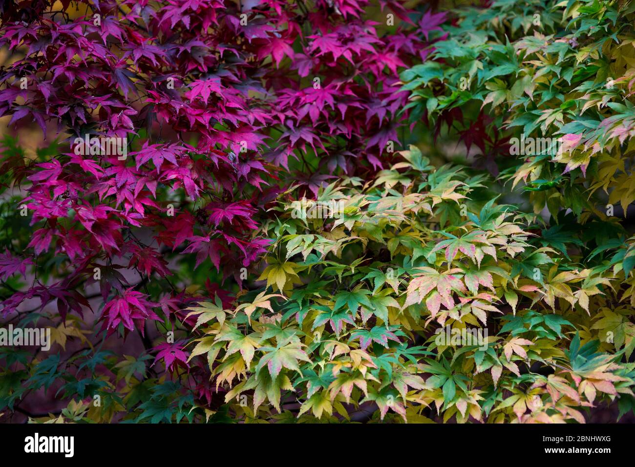Feuilles d'érable (Acer), en couleur automnale à l'arboretum Westonbirt, Gloucestershire, Royaume-Uni. Octobre. Banque D'Images