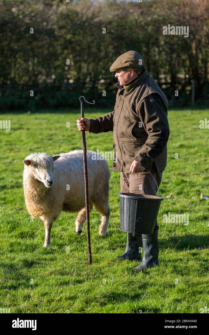 Steve Parkes, éleveur de moutons Cotswold Lion (Ovis Aries), une race rare originaire du Gloucestershire, apportée par des colons romains aux Cotswolds, au Royaume-Uni. Non-Vem Banque D'Images