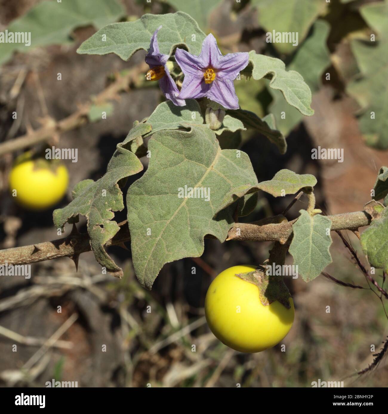 Pomme d'épine (Solanum incanum) aux fruits et aux fleurs, Oman, novembre Banque D'Images