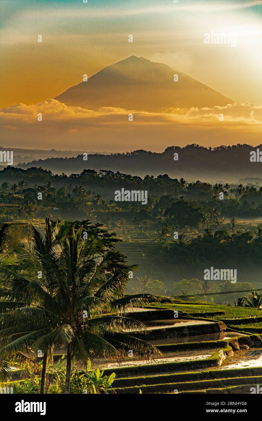 Mont Agung à l'aube avec terrasse de riz Jatiluwih en premier plan Bali Indonésie. Banque D'Images