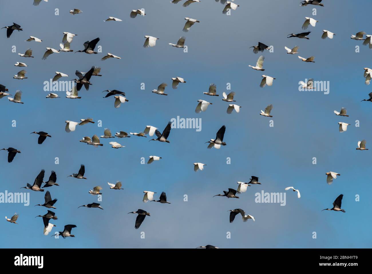 Un énorme troupeau de Cockatoo à crattes de soufre (Cacatua galerita) et d'ibis à craie de paille (Threskiornis spinicollis) volant après avoir mangé / creusé des arachides de Banque D'Images
