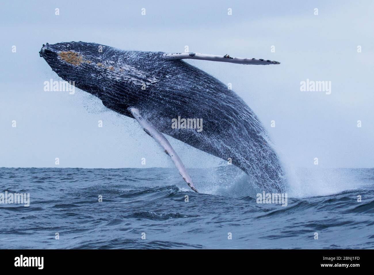 Braconnage de la baleine à bosse (Megaptera novaeangliae), parc national de Machalilla, Manabi, Équateur. Banque D'Images