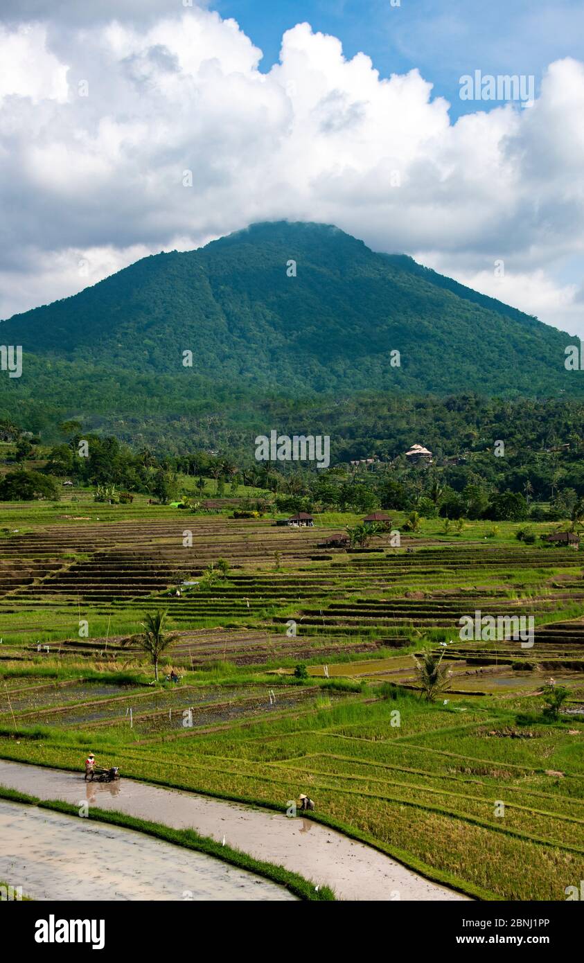 Deux agriculteurs travaillant dans des rizières avec terrasses et montagne Jatiluwih Bali Indonésie Banque D'Images