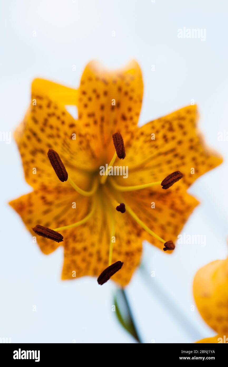 Fleur de Lily (Lilium leichtlinii) gros plan de fleur montrant la floraison de l'étamine dans un jardin en Bavière, Allemagne, juillet. Banque D'Images