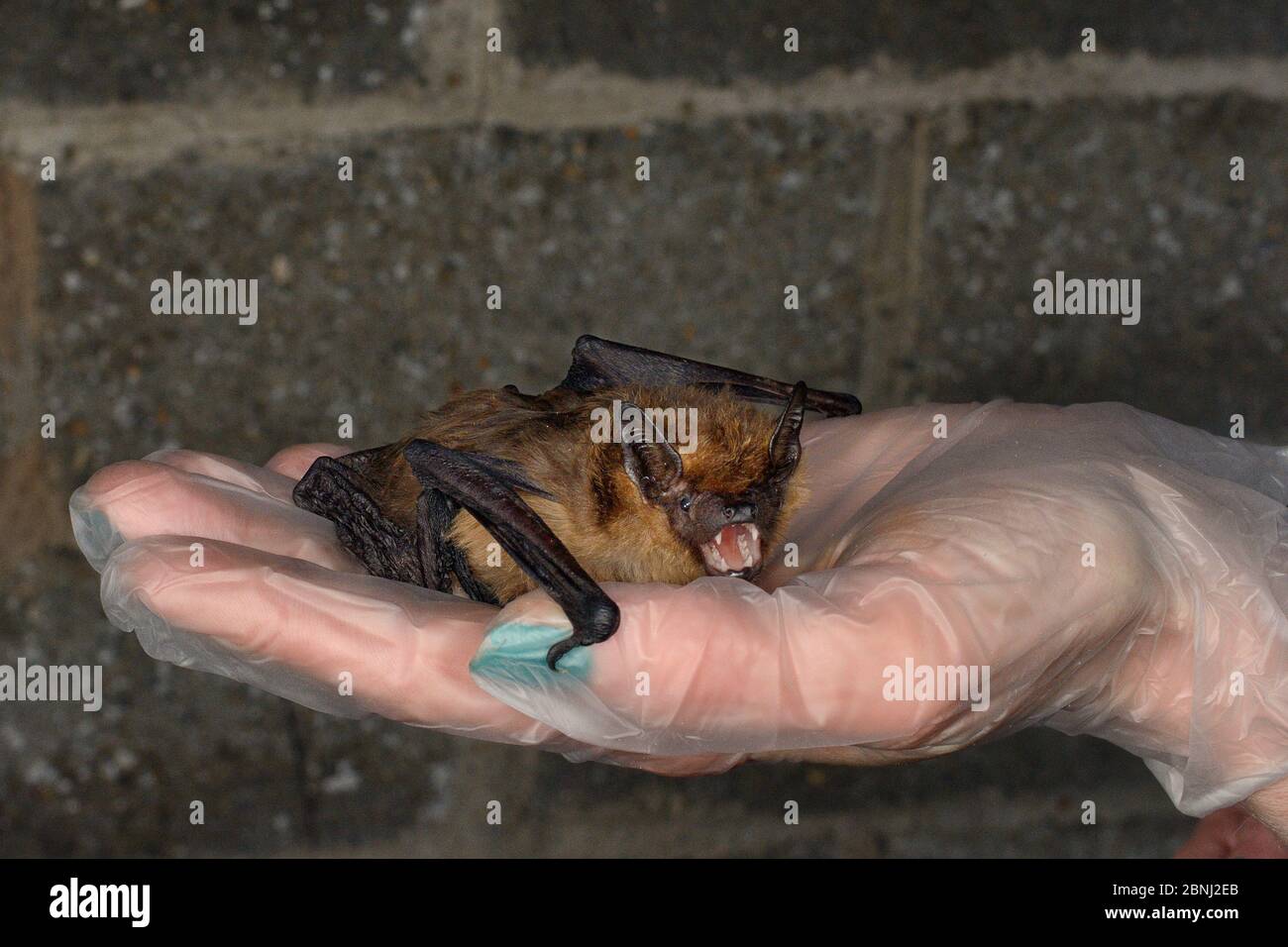 La chauve-souris Serotine sauvée (Eptesicus serotinus) tenue dans une main, sur le point de faire tester sa récupération et sa capacité de voler dans une cage de vol avant de la libérer Banque D'Images