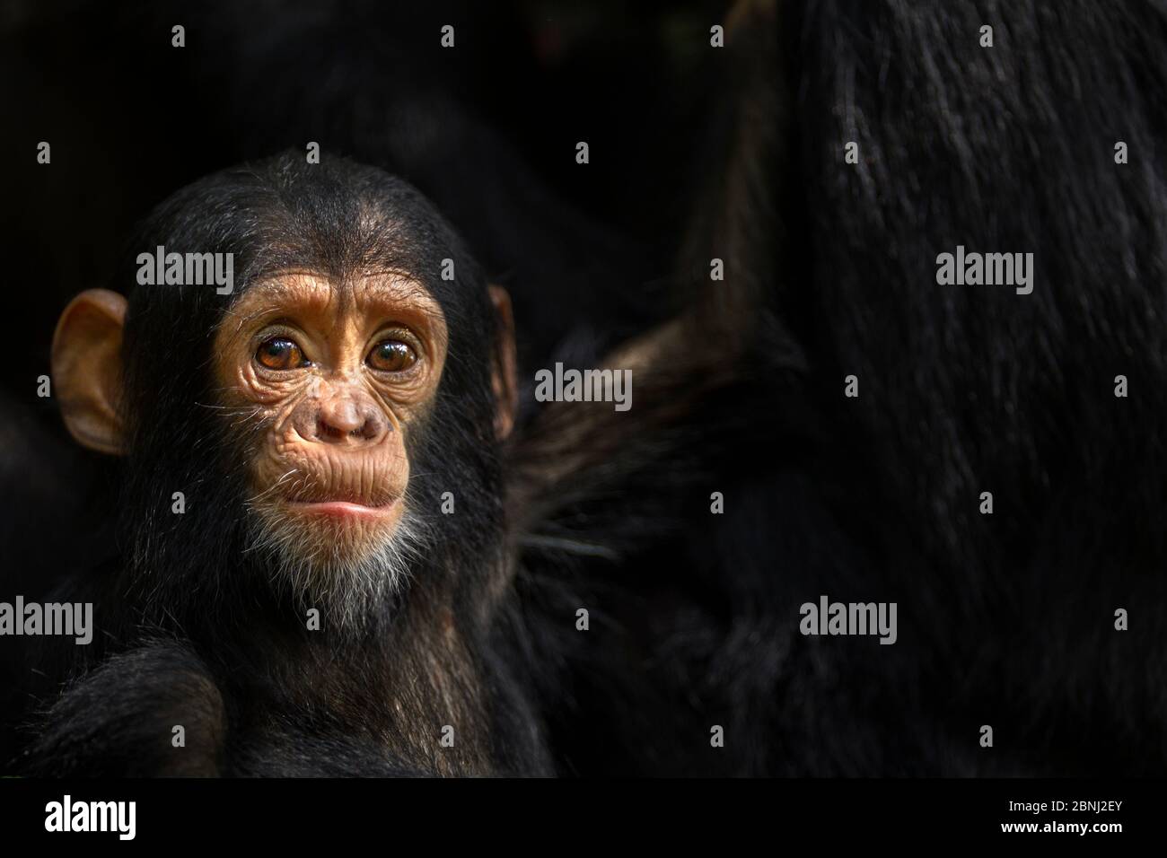 Chimpanzé de l'est (Pan troglodytes schweinfurtheii) bébé mâle 'Duke' âgé de 9 mois portrait. Parc national de Gombe, Tanzanie. Mai 2012. Banque D'Images