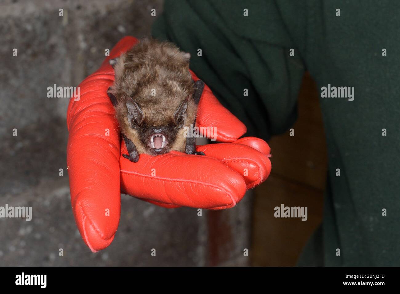 La chauve-souris Serotine sauvée (Eptesicus serotinus) tenue dans une main, sur le point de faire tester sa récupération et sa capacité de voler dans une cage de vol avant de la libérer Banque D'Images