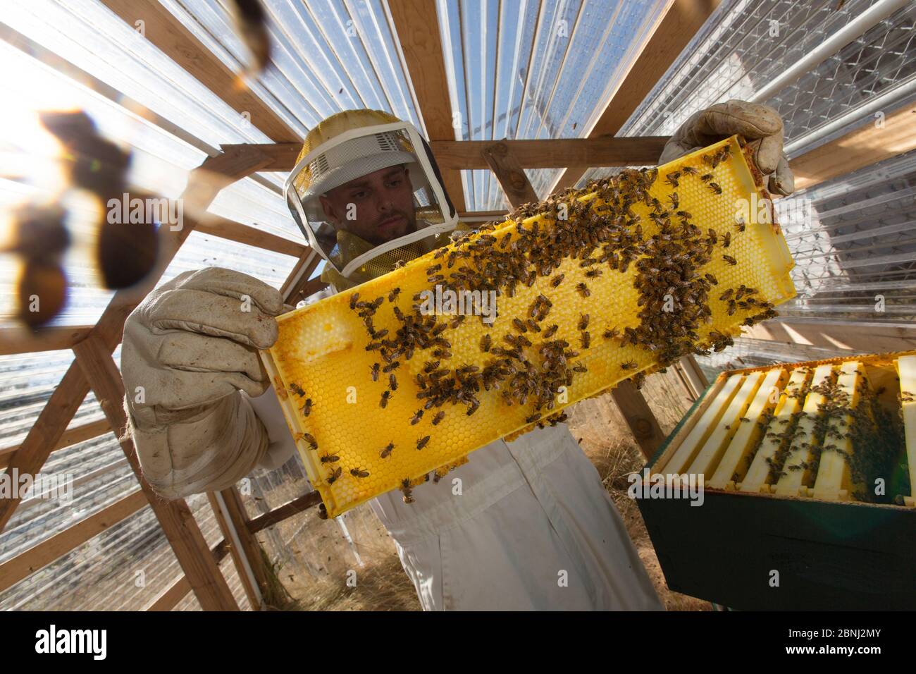 L'apiculteur détenu avec nid d'abeille (Apis mellifera). Les détenus dans cette prison se garder des abeilles dans le cadre du programme de durabilité en prison Banque D'Images