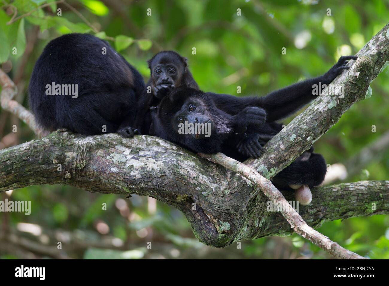 Singe hurlant (Alouatta palliata) mâle se détendant avec bébé et un autre adulte, forêt tropicale, Barro Colorado Island, Gatun Lake, Panama ca Banque D'Images