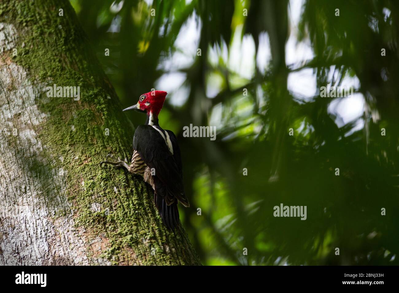 Pic à cramoisi (Campephilus melanoleucos) sur arbre, forêt tropicale. Barro Colorado Island, Gatun Lake, Panama Canal, Panama. Banque D'Images