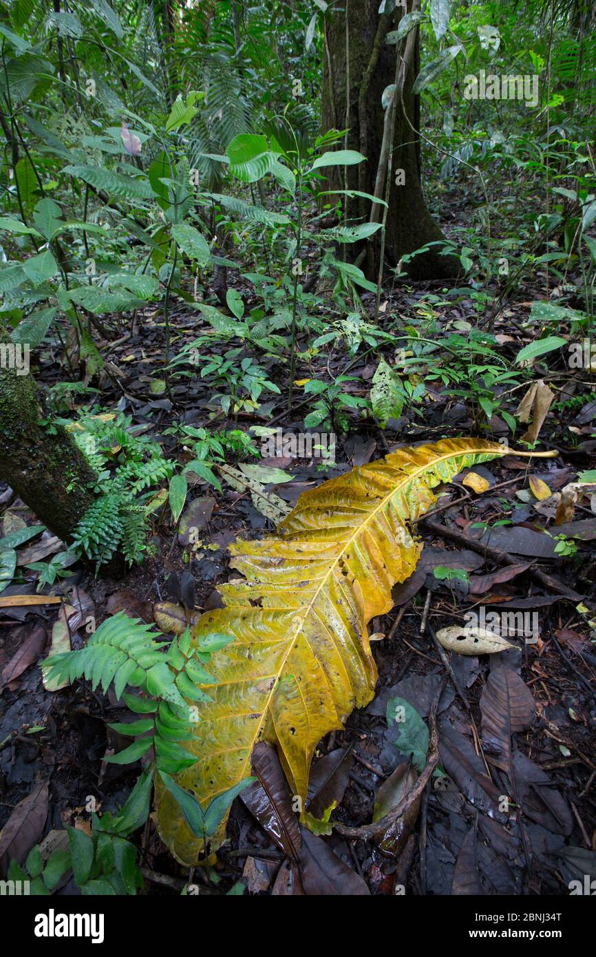 Sous-croissance de la forêt tropicale avec de grandes feuilles (Aleis noir) sur le sol. Forêt tropicale, Barro Colorado Island, Gatun Lake, Panama Canal, Panama. Banque D'Images