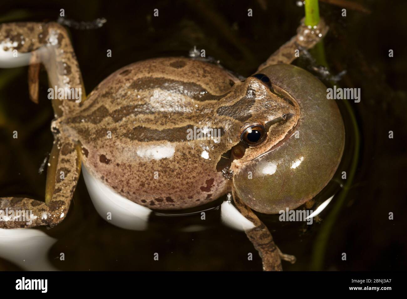 Grenouille des arbres du Pacifique (Pseudacris regilla) mâle appelant avec un sac vocal gonflé, Conboy Lake National Wildlife refuge, Washington, États-Unis. Mars. Banque D'Images