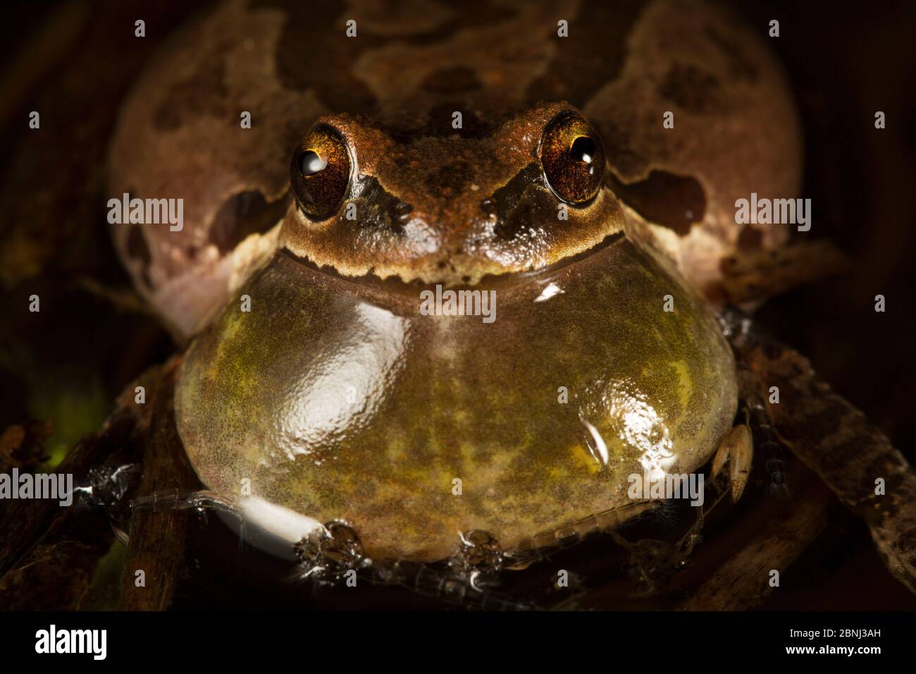 Grenouille des arbres du Pacifique (Pseudacris regilla) mâle appelant avec un sac vocal gonflé, Conboy Lake National Wildlife refuge, Washington, États-Unis. Mars. Banque D'Images