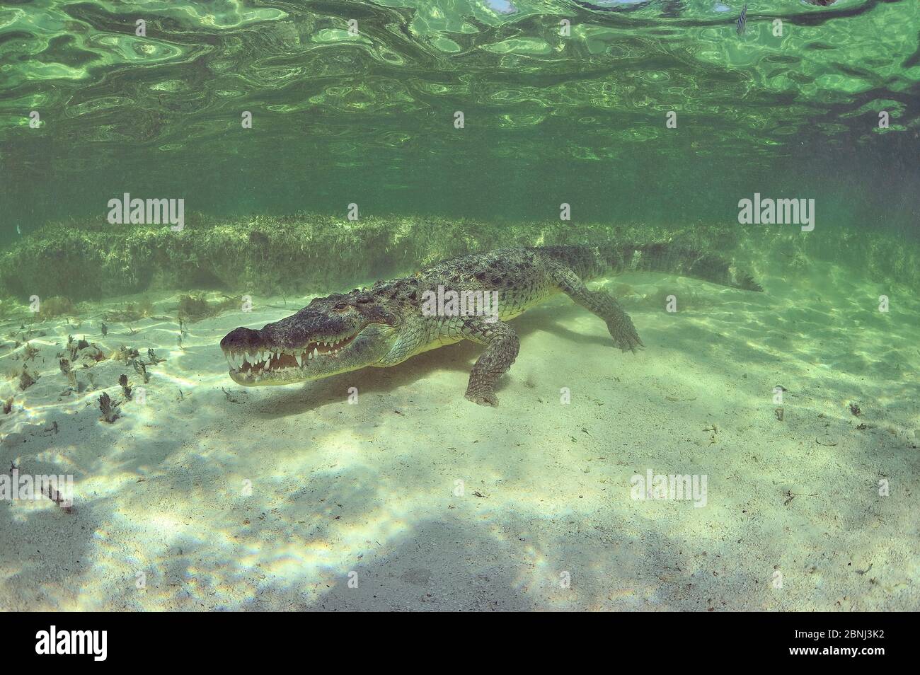 Crocodile américain (Crocodylus acutus) péninsule du Yucatan, Mexique Banque D'Images