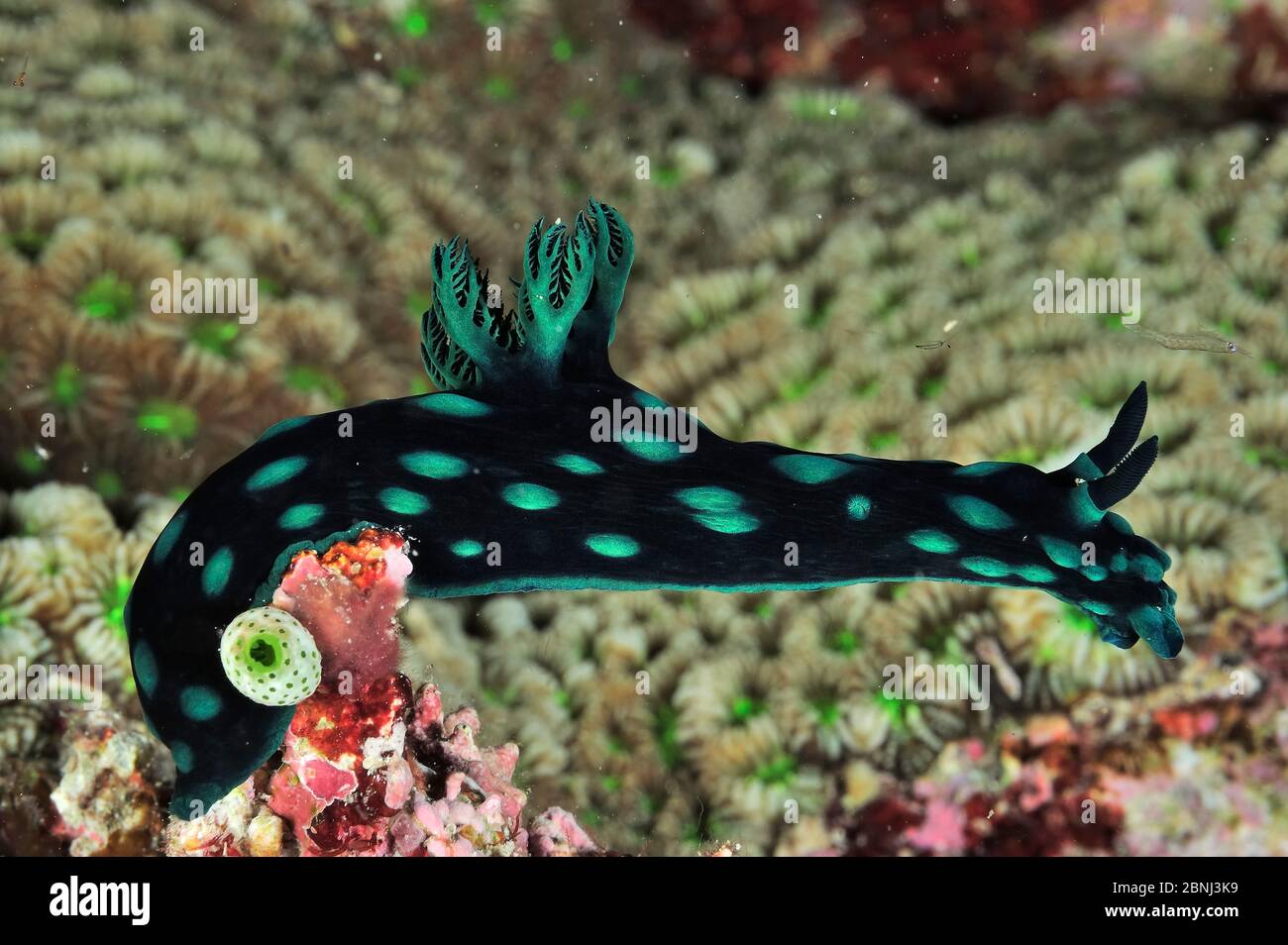 Nudibranche (Nembrotha cristata) Palaos, Mer des Philippines Banque D'Images