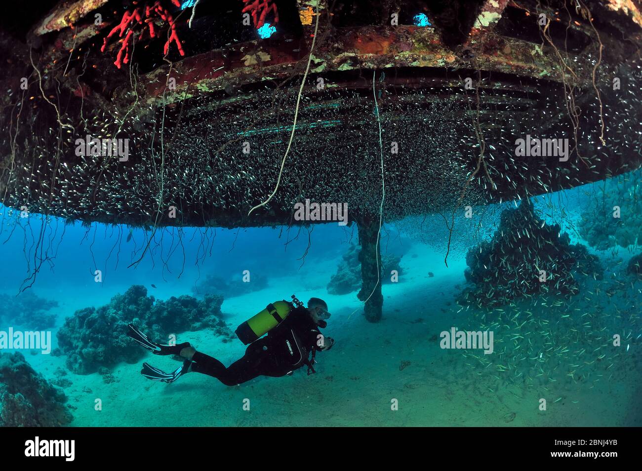 Plongeur sous les vestiges du précontinent 2 à Shaab Rumi, une expérience communautaire sous-marine menée par Jacques-Yves Cousteau et l'équipe Calypso en 1963, Banque D'Images