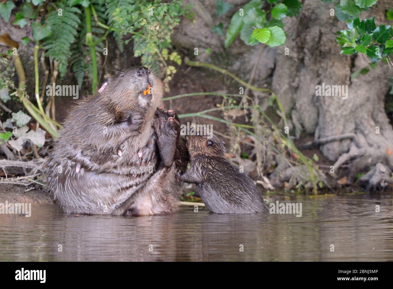 Le toilettage des femelles de castor eurasien (fibre de Castor) sur les bords de la rivière Otter, l'un de ses kits demande l'attention, Devon, Royaume-Uni, juillet. Fait partie de Devon Banque D'Images