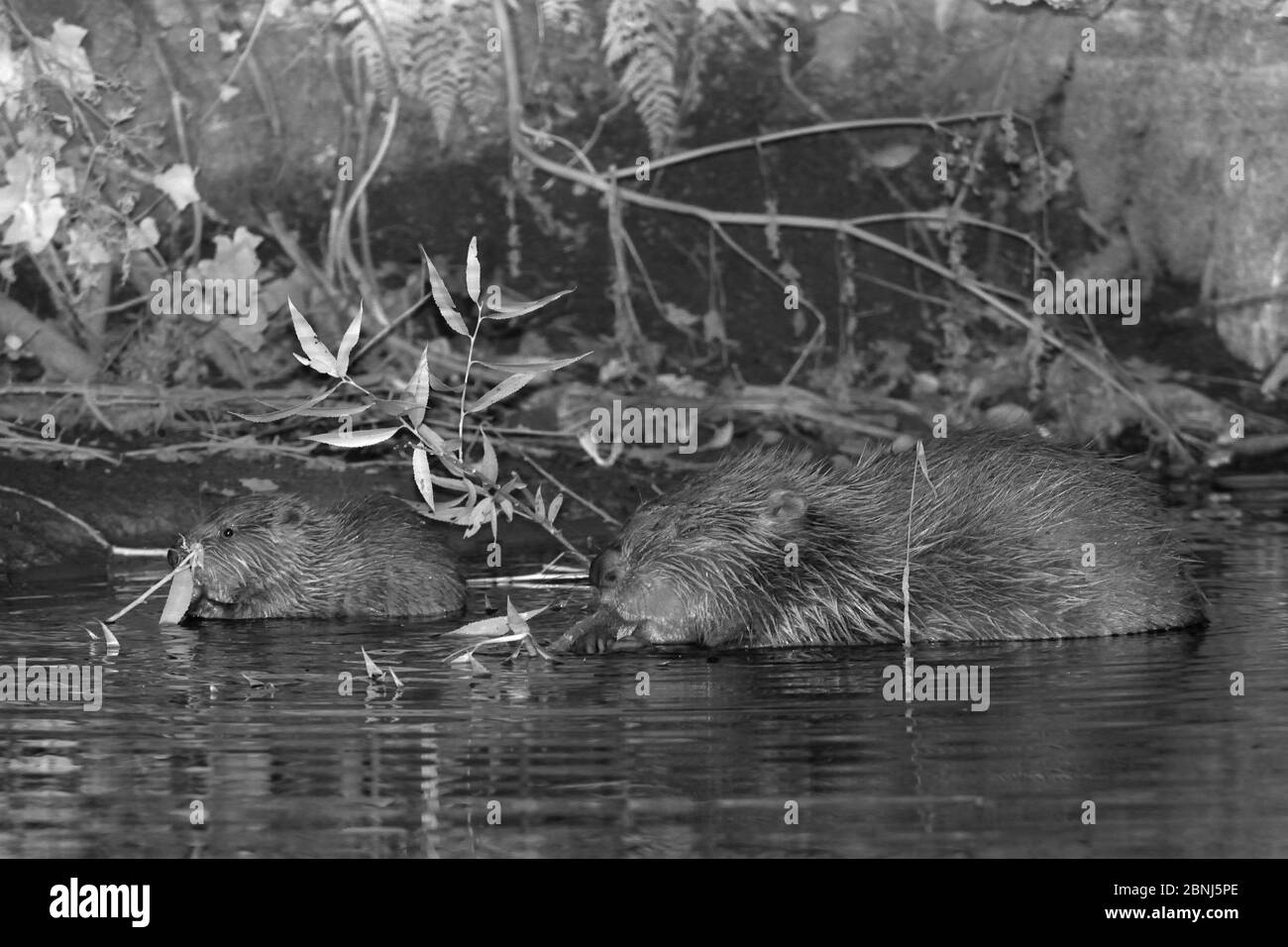 Mère de castor eurasien (fibre de Castor) et une de ses trousses se nourrissant la nuit sur un saule qu'elle a apporté aux marges de la rivière Otter Banque D'Images