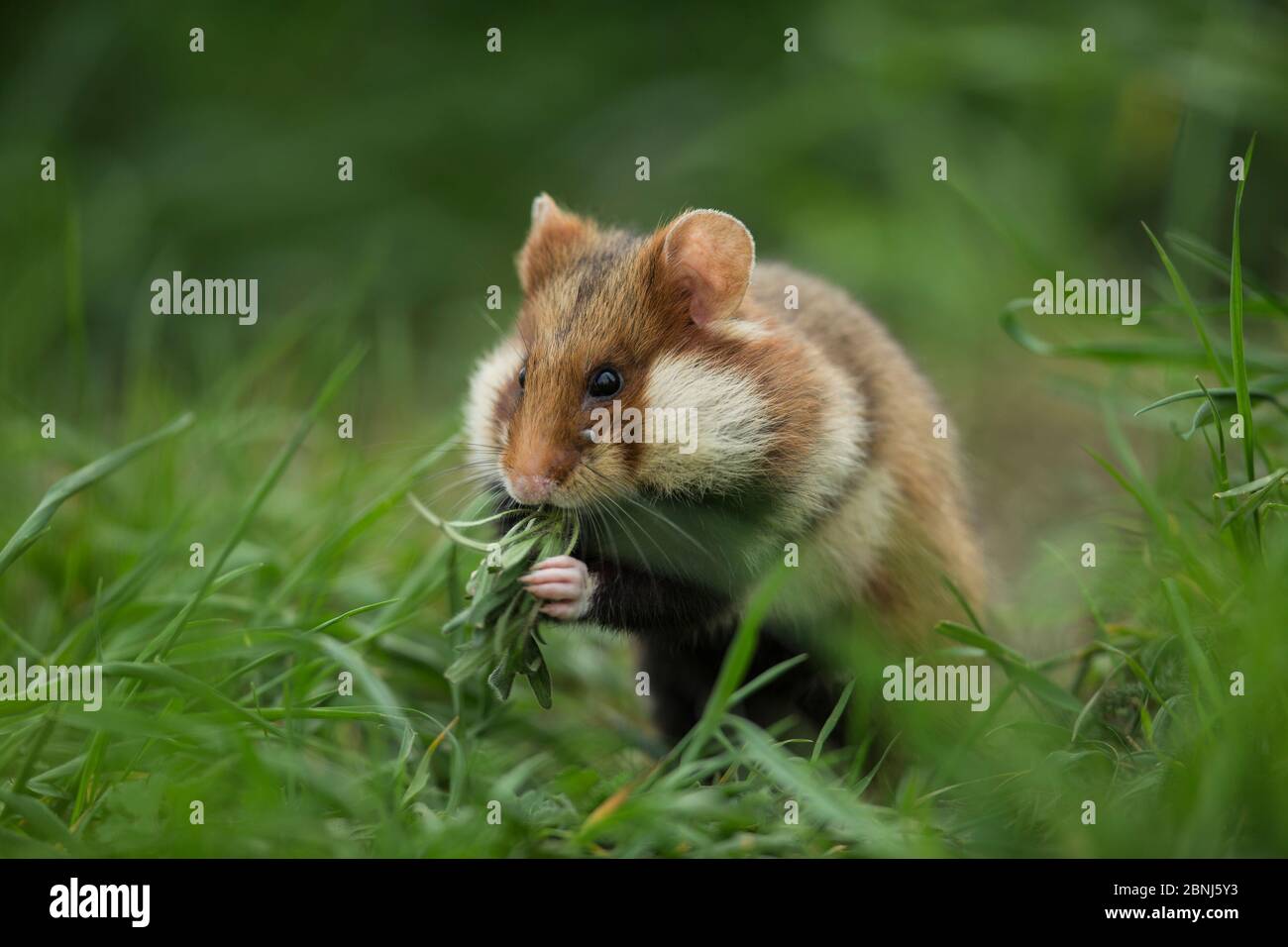 Hamster européen (Cricetus cricetus) se nourrissant dans l'herbe, Vienne, Autriche. Banque D'Images
