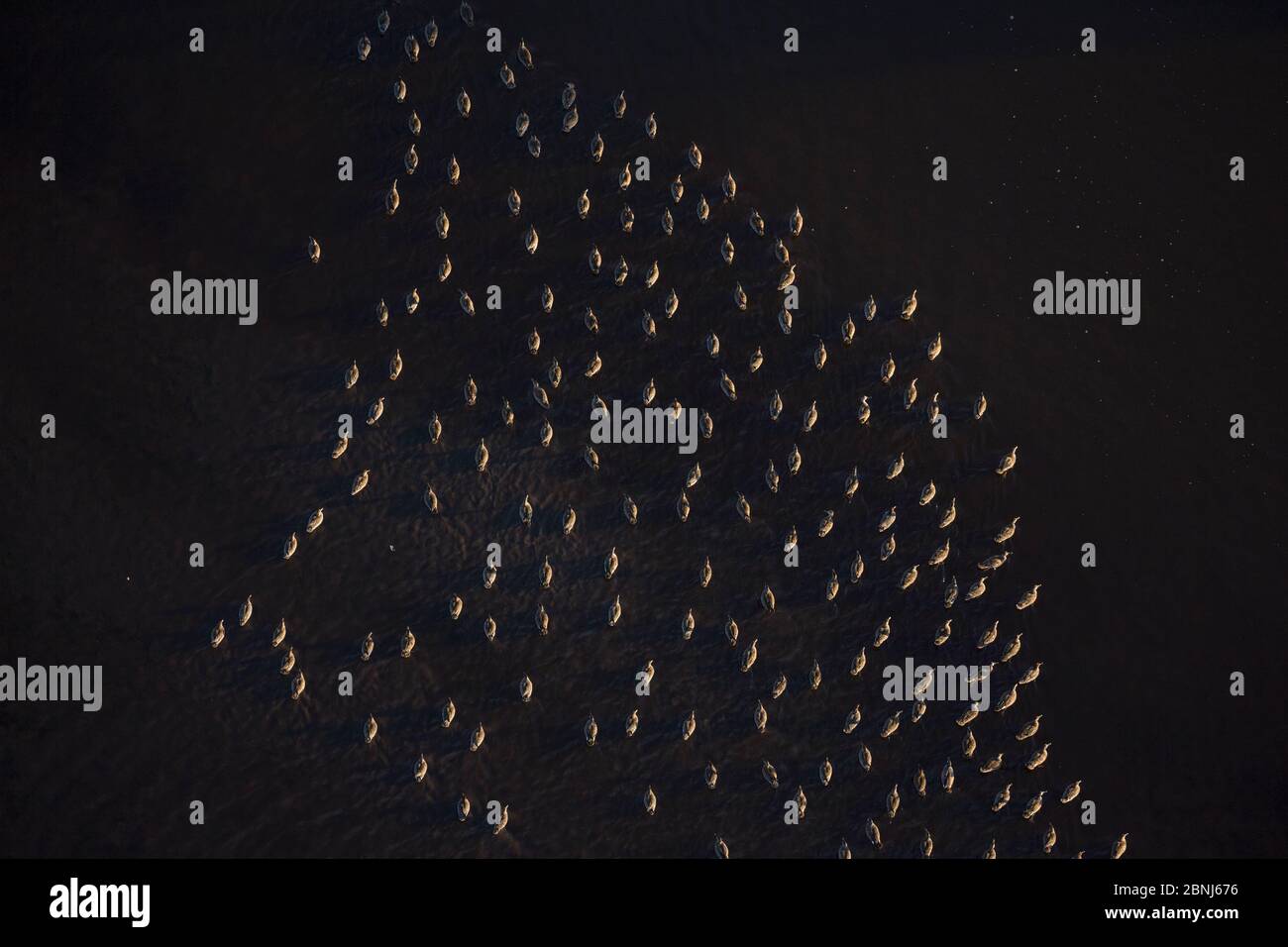 Bleu sarcelle (Aas Discors) nage en troupeau, en avion, Parc national des Everglades, Floride, États-Unis, janvier. Banque D'Images