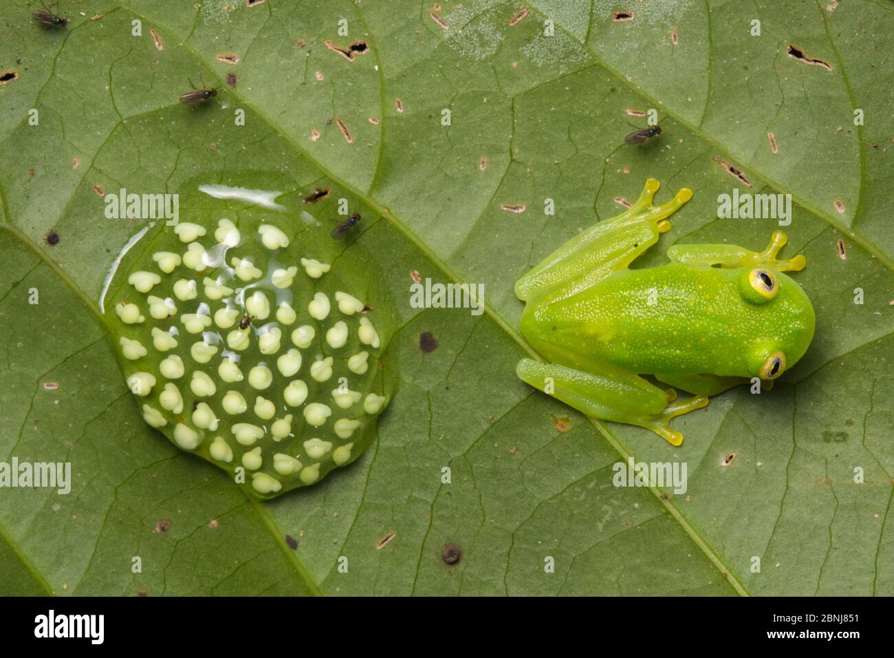 Fleischmann's glassfrog (Hyalinobatrachium fleischmanni) d'hommes qui fréquentent des œufs sur la face inférieure d'une feuille surplombant un ruisseau de la forêt tropicale, le mâle Banque D'Images