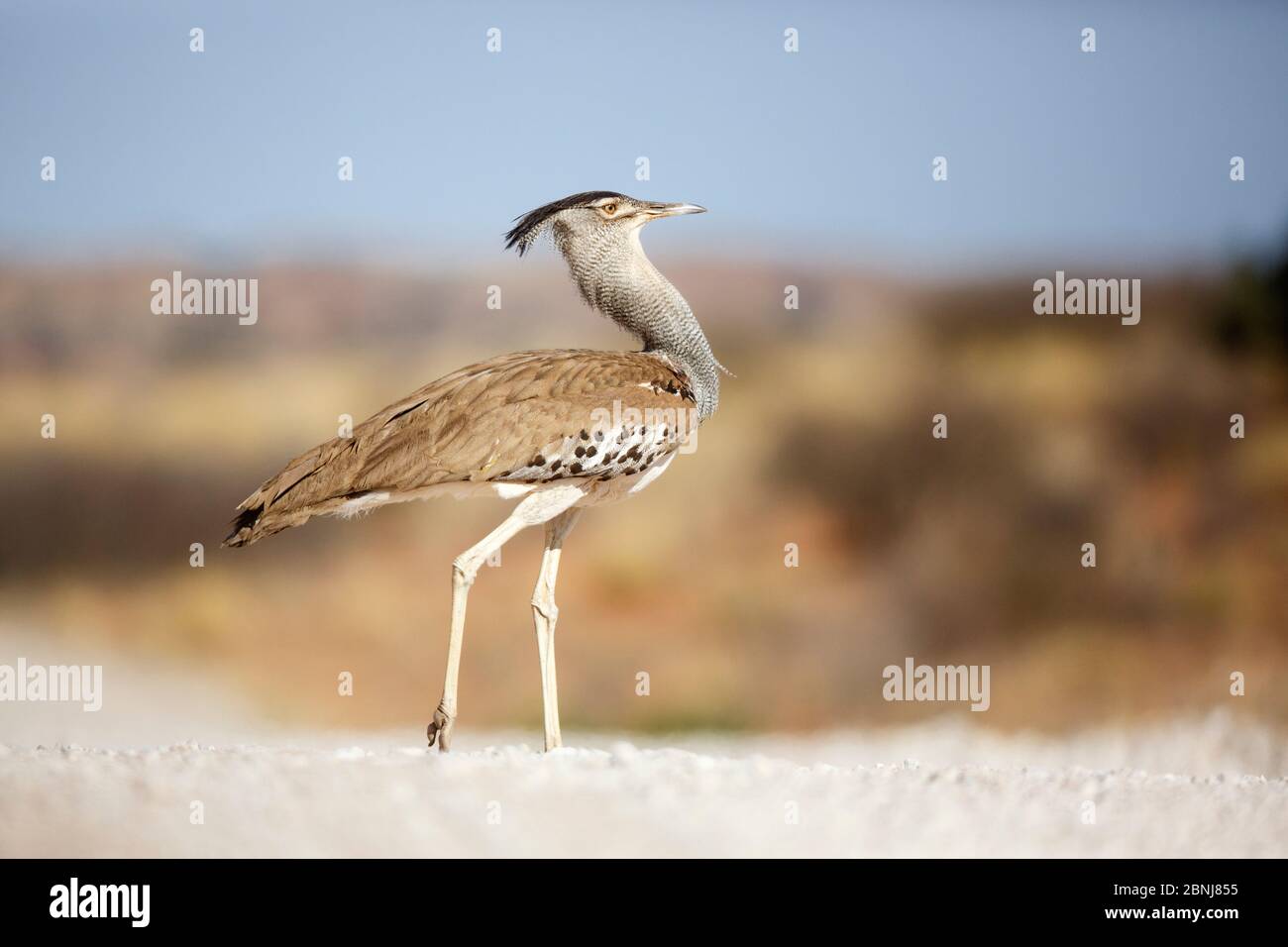 Kori Bustard Choriotis Kori Banque D Image Et Photos Alamy