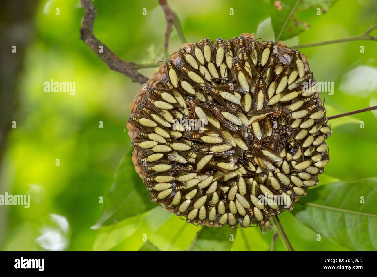 Les guêpes (Apoica pallens) se reposant à leur nid pendant la journée, ce qui est inhabituel pour les guêpes sociales cette espèce est nocturne, Parc national de Corcovado, Osa PE Banque D'Images