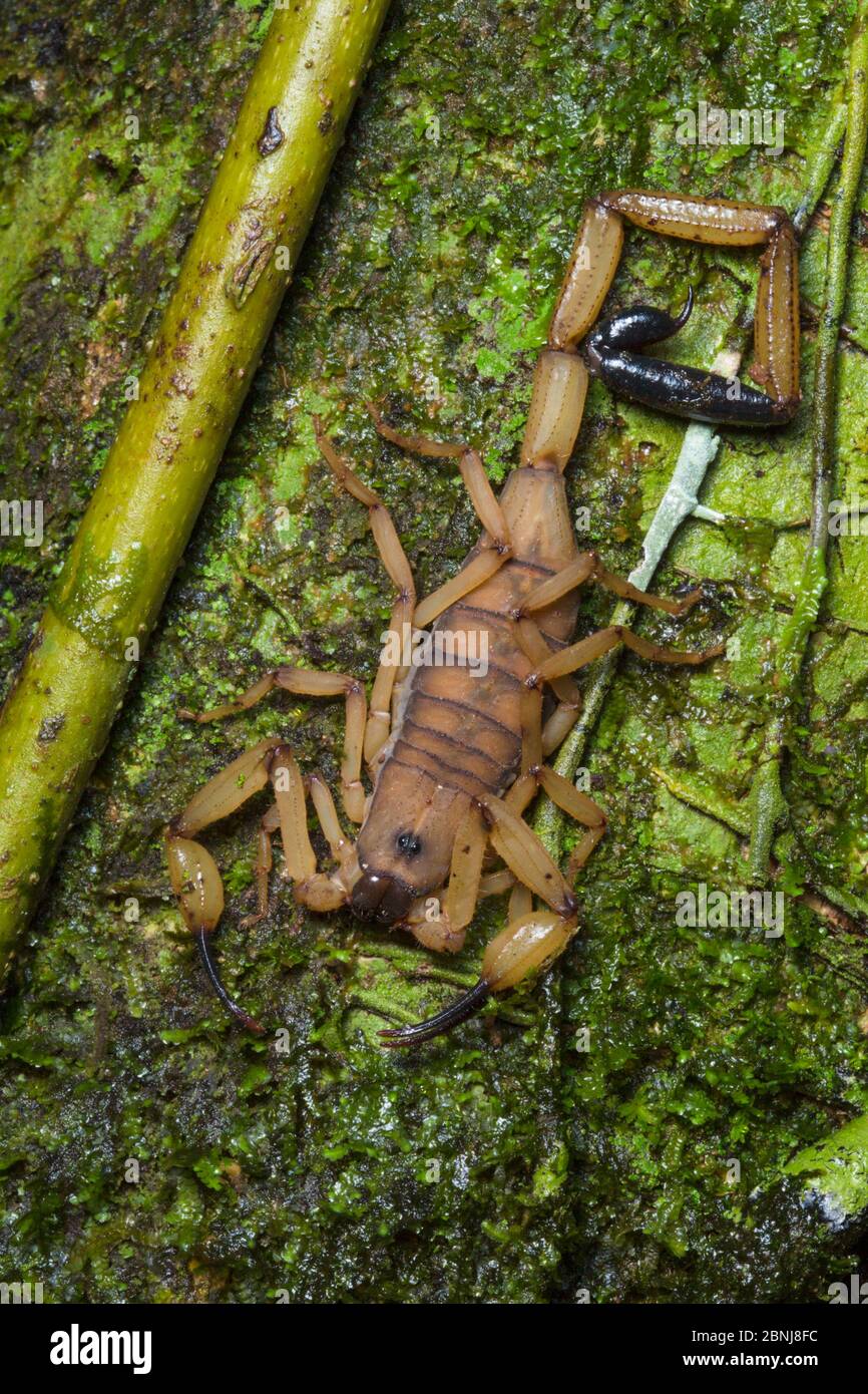 Scorpion d'écorce (Centruroides limbatus), contreforts des Caraïbes centrales, Costa Rica Banque D'Images